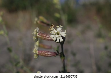 Silene Thymifolia, Caryophyllaceae. Wild Plant Shot In Spring.