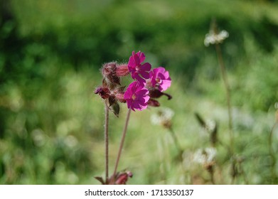 Silene Viscaria の画像 写真素材 ベクター画像 Shutterstock