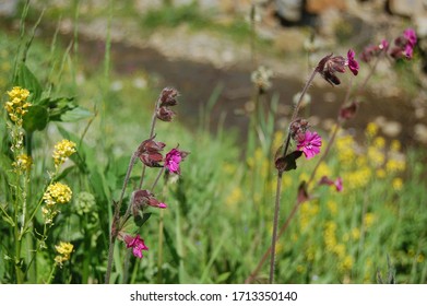 Silene Viscaria の画像 写真素材 ベクター画像 Shutterstock