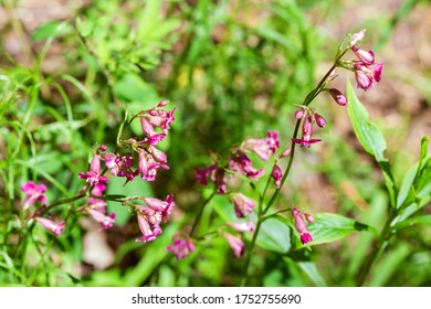 Silene Viscaria の画像 写真素材 ベクター画像 Shutterstock