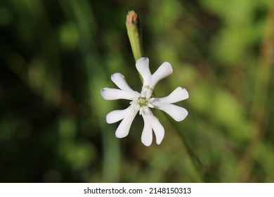 Silene Waldsteinii, Caryophyllaceae. Wild Plant Shot In Summer.