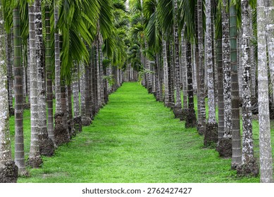 Silent Confrontation:
Parallel palms stand in eternal, quiet opposition. This rhythmic symmetry frames a path of profound stillness, where nature’s silence becomes a powerful presence.For branding,art print screensavers, websites