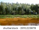 A silent forest on the bank of a river with transparent water. Selective focus. High quality photo