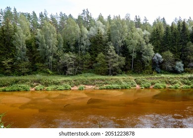 A silent forest on the bank of a river with transparent water. Selective focus. High quality photo