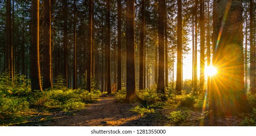 Silent Forest In Spring With Beautiful Bright Sun Rays