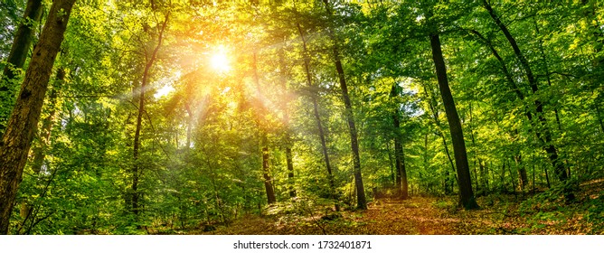 Silent Forest In Spring With Beautiful Bright Sun Rays - Wanderlust