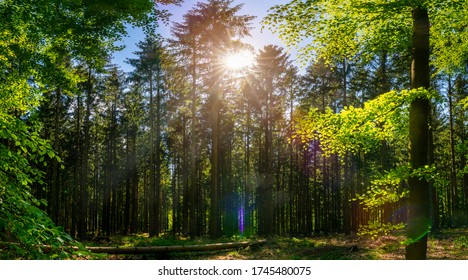 Silent Forest In Spring With Beautiful Bright Sun Rays - Wanderlust