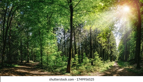 Silent Forest In Spring With Beautiful Bright Sun Rays - Wanderlust