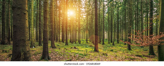 Silent Forest in spring with beautiful bright sun rays - wanderlust - Powered by Shutterstock