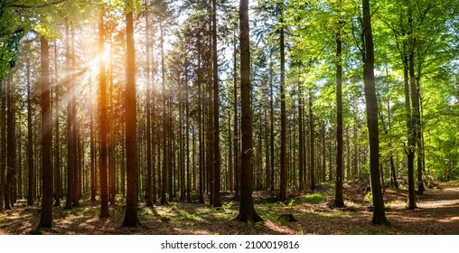 Silent Forest In Spring With Beautiful Bright Sun Rays - Wanderlust