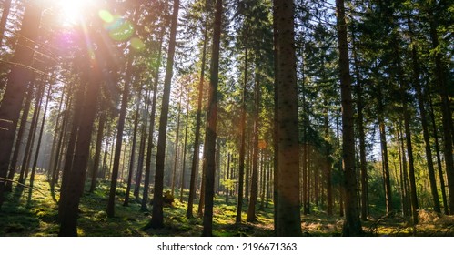 Silent Forest In Spring With Beautiful Bright Sun Rays - Wanderlust