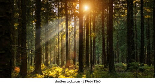 Silent Forest In Spring With Beautiful Bright Sun Rays - Wanderlust