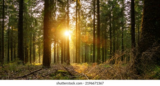 Silent Forest In Spring With Beautiful Bright Sun Rays - Wanderlust