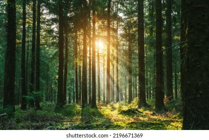 Silent Forest In Spring With Beautiful Bright Sun Rays - Wanderlust