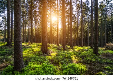 Silent Forest In Spring With Beautiful Bright Sun Rays - Wanderlust