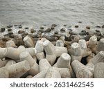 Silent guards of urban shoreline