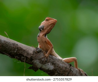 A silent hunter basking in the sun — nature’s tiny dragon.