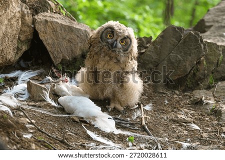 The silent hunter, the eagle owl
