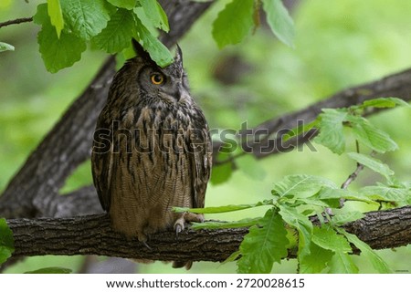 The silent hunter, the eagle owl