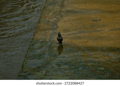 The Silent Observer of the River’s Edge