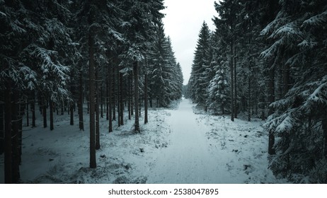 Silent Winter Forest Pathway – A Snow-Covered Scene of Evergreen Tranquility - Powered by Shutterstock