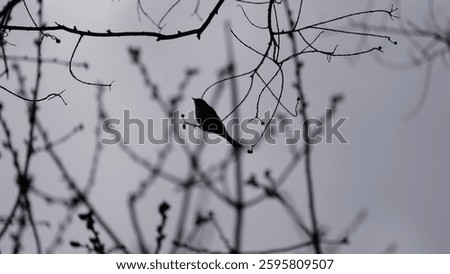 Silhoueete of a bird sitting in a leafless tree