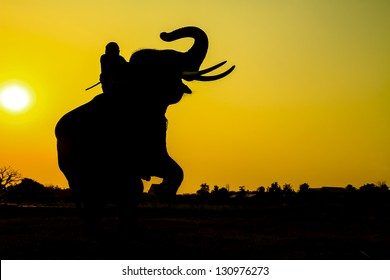 silhouette action of elephant  in Ayutthaya province, thailand