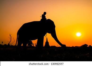 silhouette action of elephant  in Ayutthaya Province, thailand.
