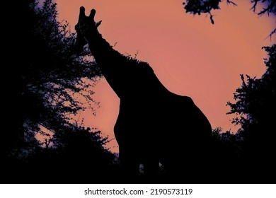 Silhouette of an adult African giraffe walking in the South African savannah under an orange sky at sunset, this mammalian and herbivorous animal is one of the stars of safaris.
