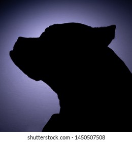 Silhouette  of an American Staffordshire Terrier Pit Bull dog