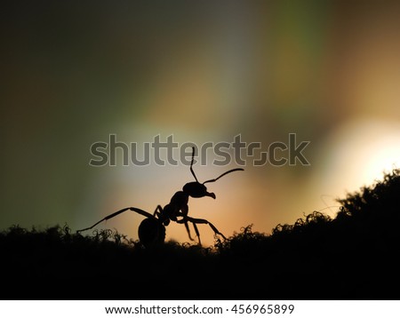 Similar – Bug on a windowsill Animal