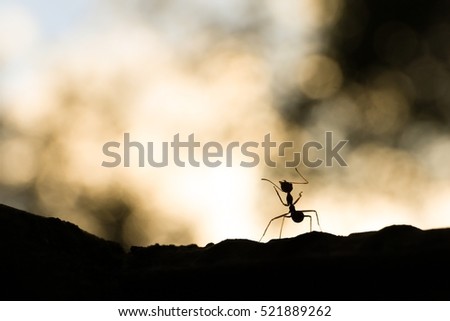 Silhouette ant on tree background orange bogeh