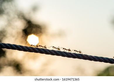 59,921 Ants white background Images, Stock Photos & Vectors | Shutterstock