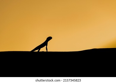 Silhouette For Arabian Toad Headed Agama