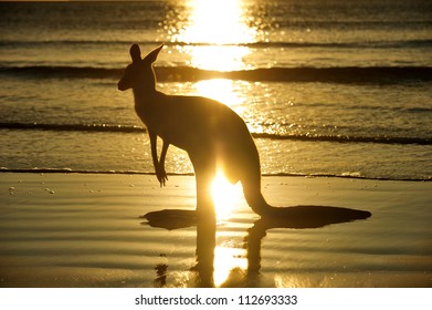 Silhouette Australian Eastern Grey Kangaroo On Beach At Sunrise, Mackay, North Queensland, Australia