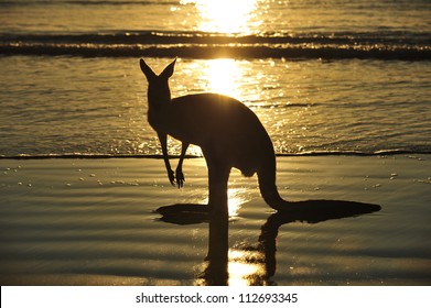 Silhouette Australian Eastern Grey Kangaroo On Beach At Sunrise, Mackay, North Queensland, Australia