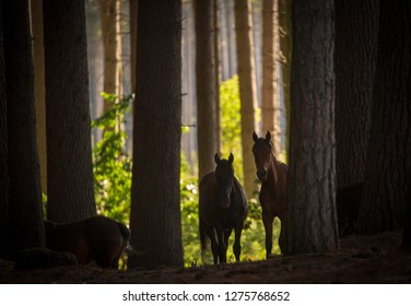 Silhouette Of Australian Wild Brumby Horses In Pine Forest