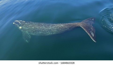 2,599 Southern right whale Images, Stock Photos & Vectors | Shutterstock