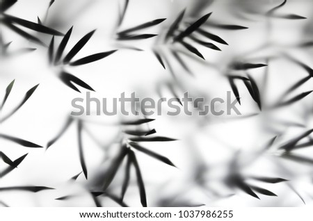Silhouette bamboo leaves on bright light white background. Bamboo leaves shadow in studio light
