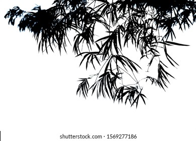 Bamboo Branches Silhouette Stock Photos Images Photography Shutterstock