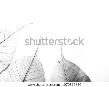 Silhouette Banyan leaf on isolate background. The banyan tree or Indian / Bengal fig is the national tree of India. Banyan trees figure prominently in Asian and Pacific religions and myths.