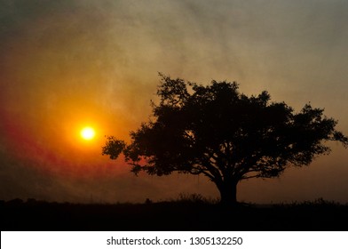 Silhouette of a Banyan Tree- Sunset