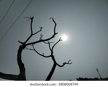 Silhouette of a bare, leafless tree against a bright midday sun in a rural village sky, Mahsaili, Bihar, India.