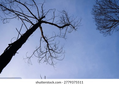 Silhouette of a bare, leafless tree from low angle