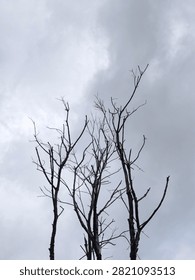 Silhouette of Bare Tree Branches without Leaves Reaching Upward Against Overcast Gray Sky