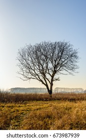 Silhouette of bare tree with erratic shaped branches in the foreground in a rural area in a Dutch polder. It is in the end of the winter season.