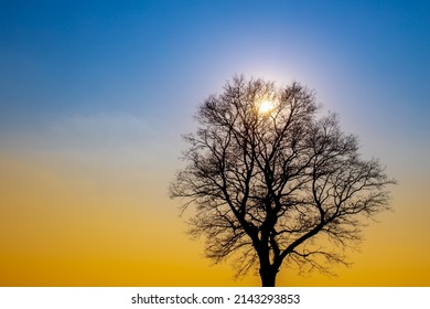 Silhouette bare tree with sunset with dual toned blue and yellow colour, Beautiful sky in the evening during the sun going down, Landscape view in the leafless trees in early spring, Nature background - Powered by Shutterstock