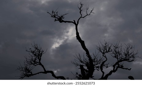 A silhouette of a bare tree with twisted branches against a dramatic, overcast sky, creating a moody and atmospheric scene with a sense of solitude and mystery. - Powered by Shutterstock