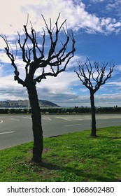 Silhouette of bare trees in springtime.