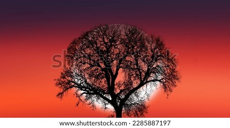 Silhouette of barren lone tree with 
crescent moon 